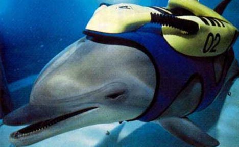 Are Dolphins Smarter Than You? | Planet Pailly